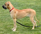 Dog Niemiecki - Galeria