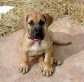 Dog Niemiecki - Galeria