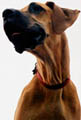 Dog Niemiecki - Galeria