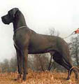 Dog Niemiecki - Galeria