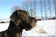 Dog Niemiecki - Galeria