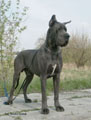 Dog Niemiecki - Galeria