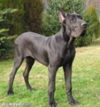 Dog Niemiecki - Galeria