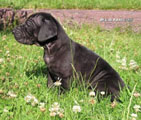 Dog Niemiecki - Galeria