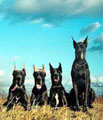 Dog Niemiecki - Galeria